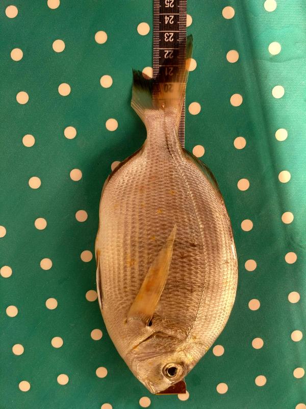 Fish Measure Picture