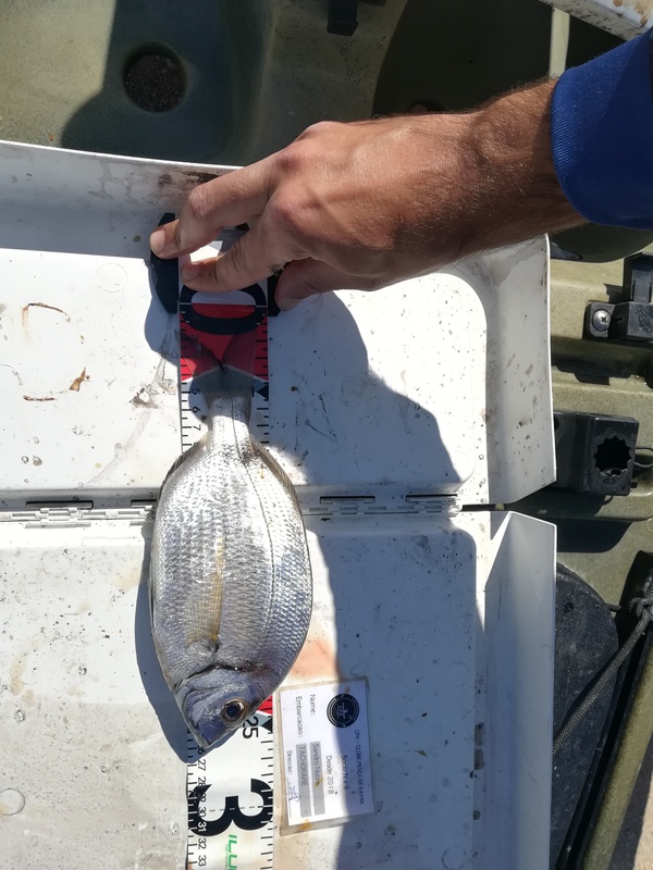 Fish Measure Picture