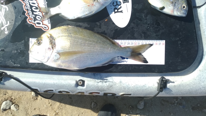 Fish Measure Picture