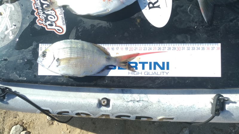 Fish Measure Picture