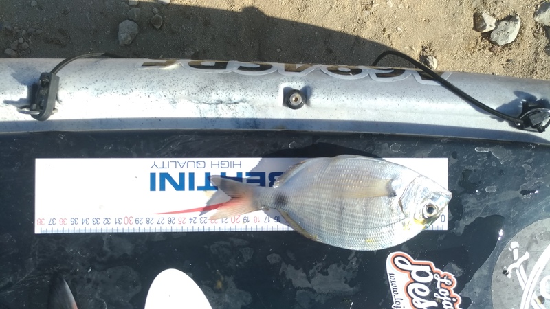 Fish Measure Picture