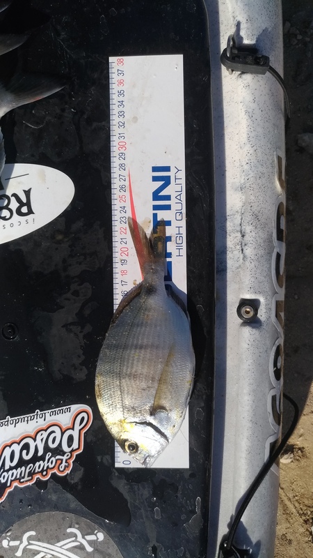 Fish Measure Picture