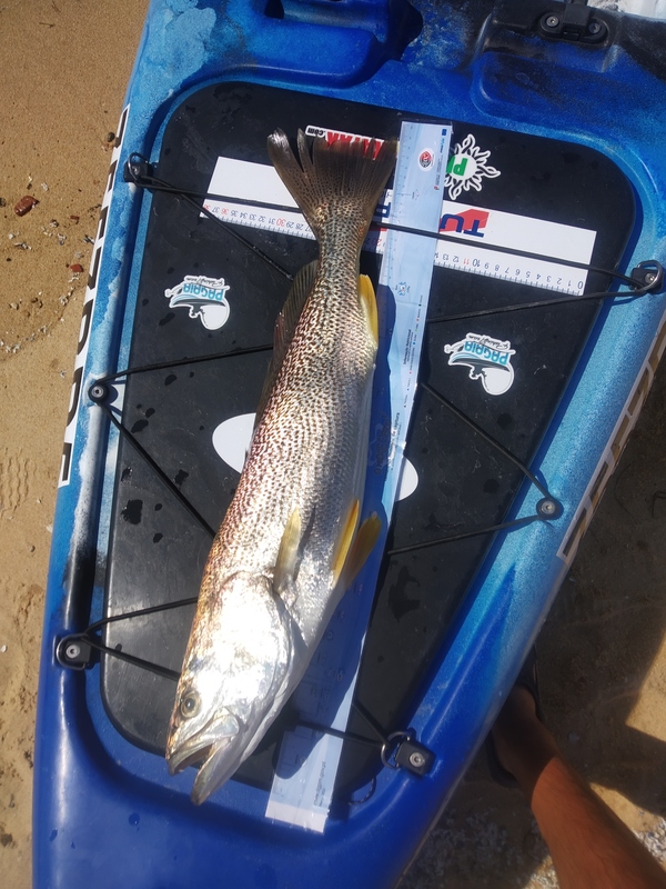 Fish Measure Picture