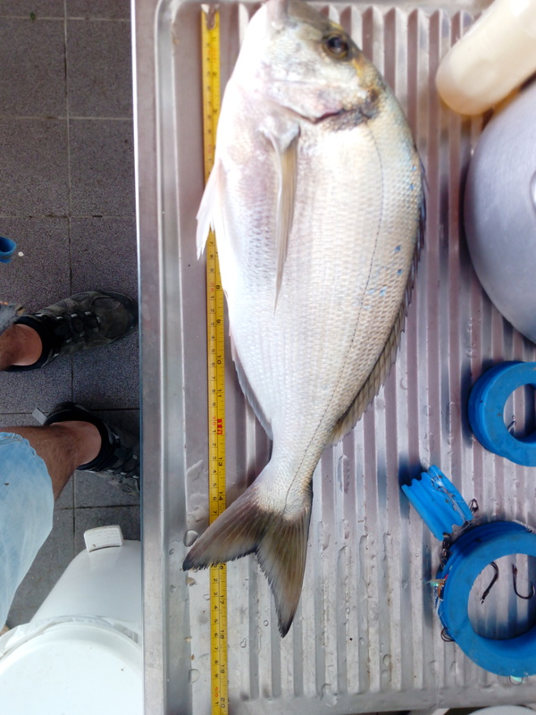 Fish Measure Picture