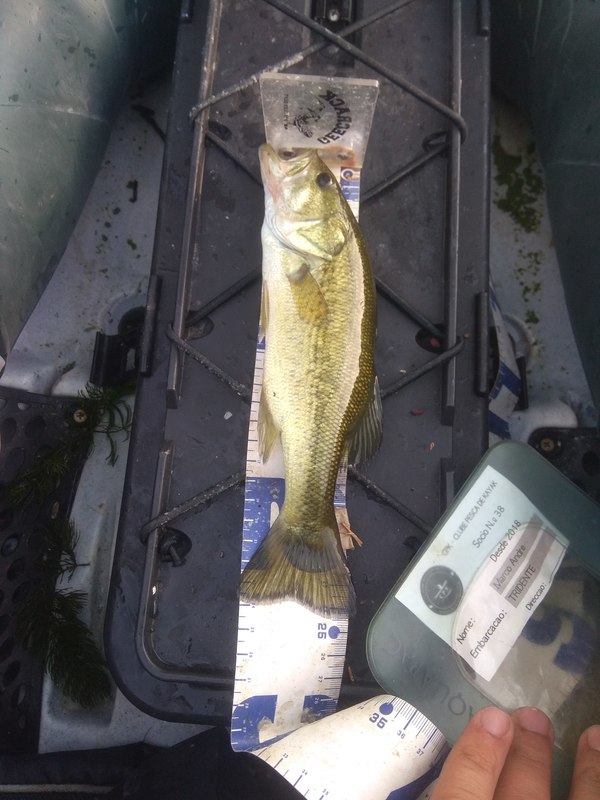 Fish Measure Picture