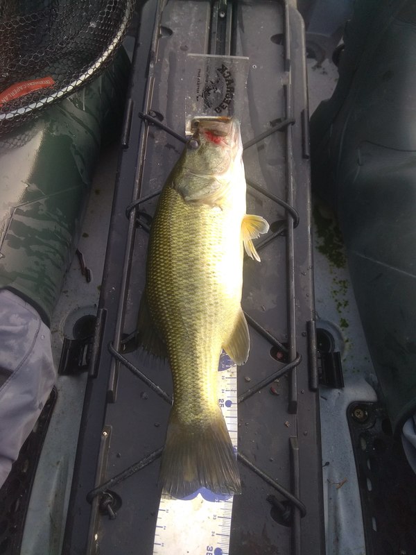 Fish Measure Picture