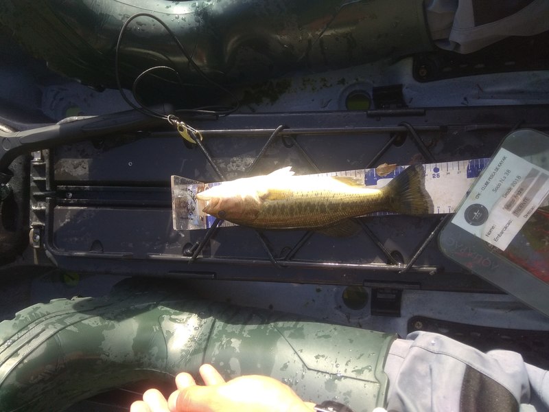Fish Measure Picture