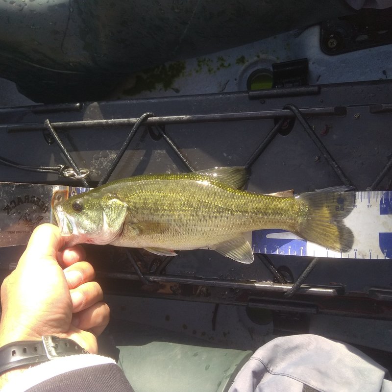 Fish Measure Picture