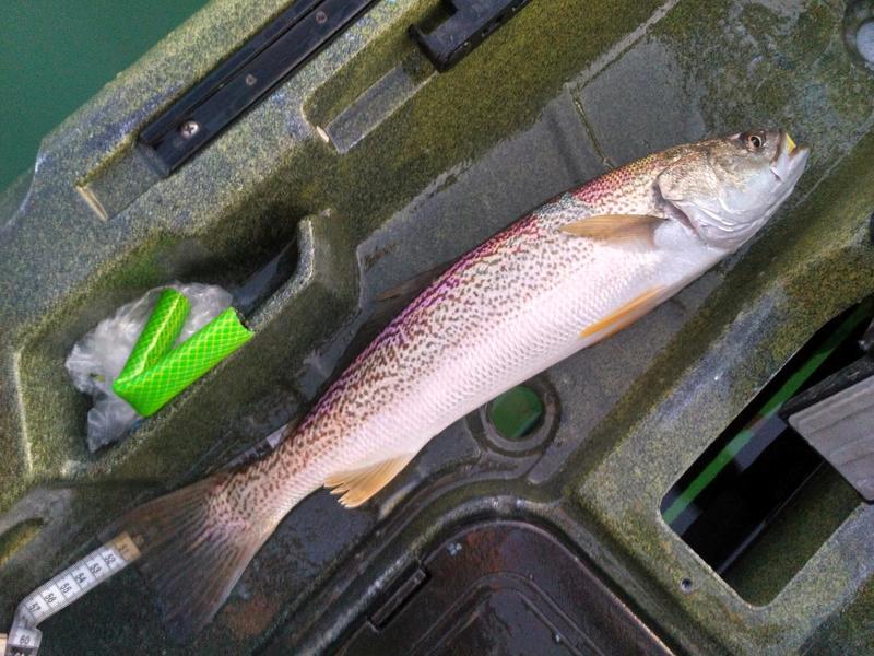 Fish Measure Picture