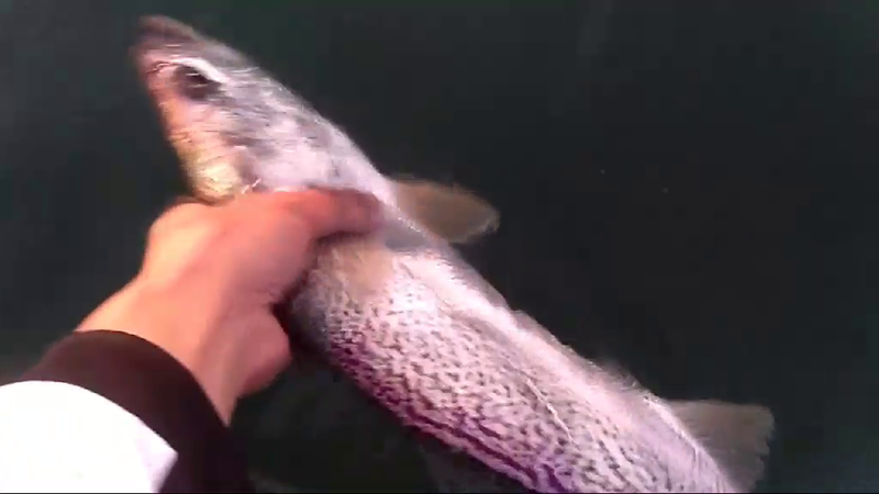 Fish Profile Picture