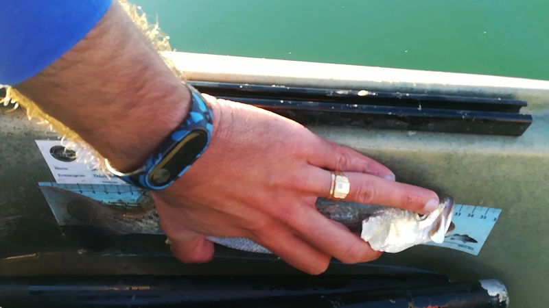 Fish Measure Picture