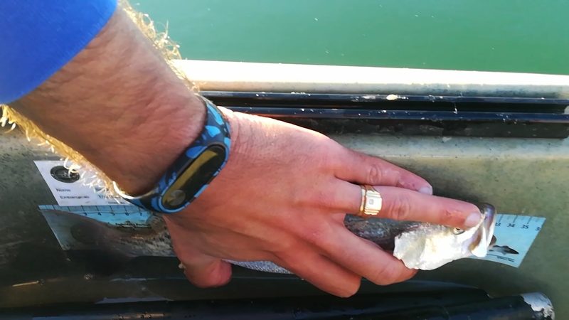 Fish Measure Picture