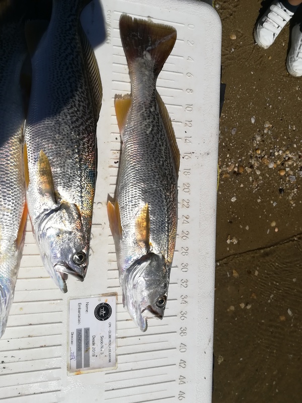 Fish Measure Picture