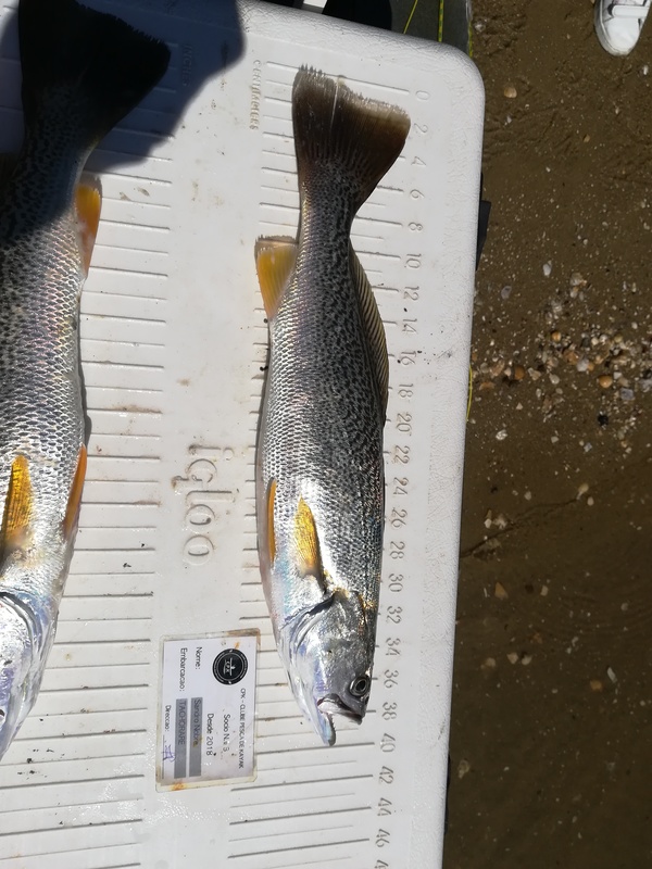 Fish Measure Picture