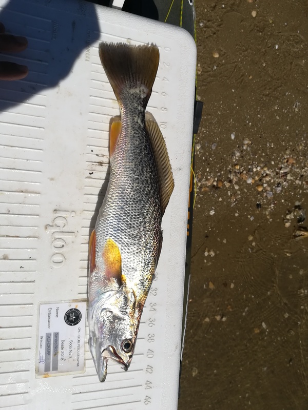 Fish Measure Picture