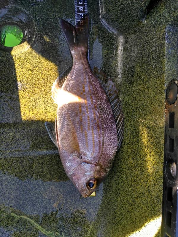 Fish Measure Picture