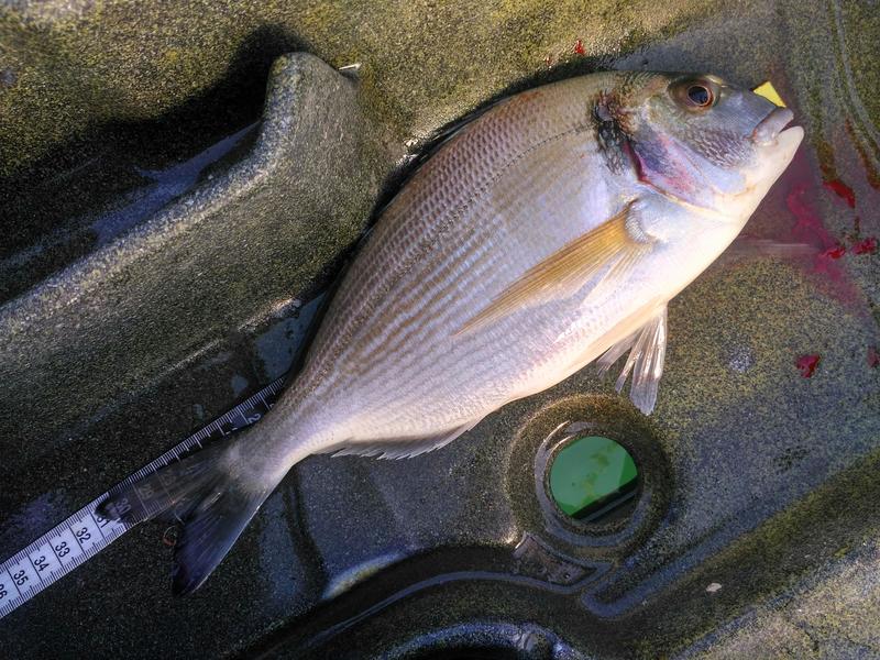 Fish Measure Picture