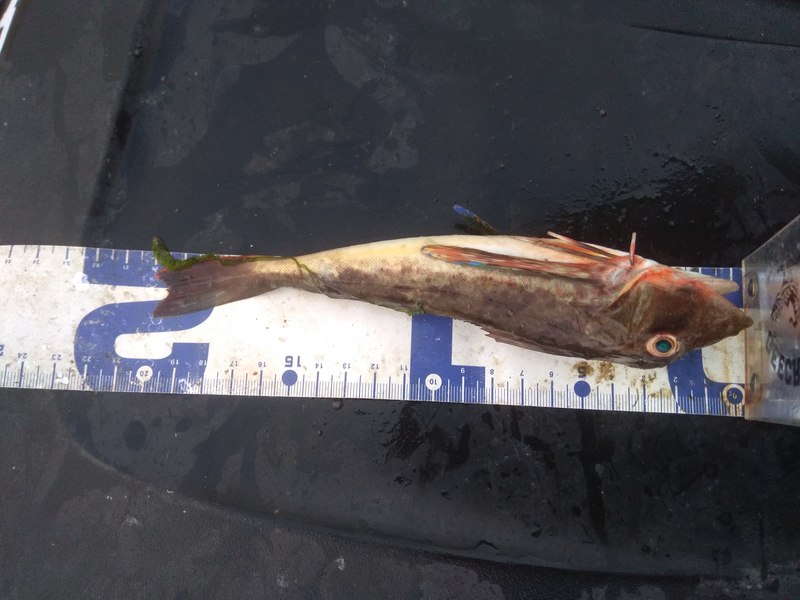 Fish Measure Picture