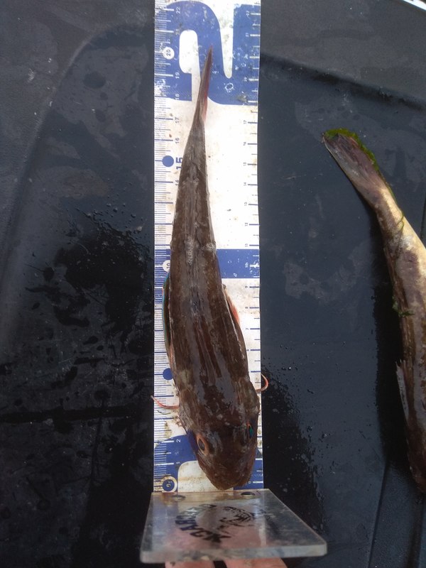 Fish Measure Picture