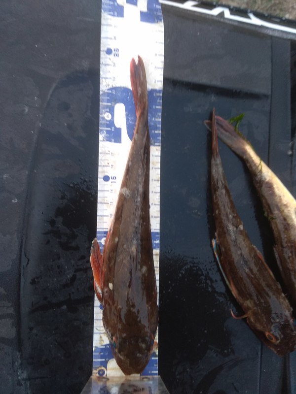 Fish Measure Picture