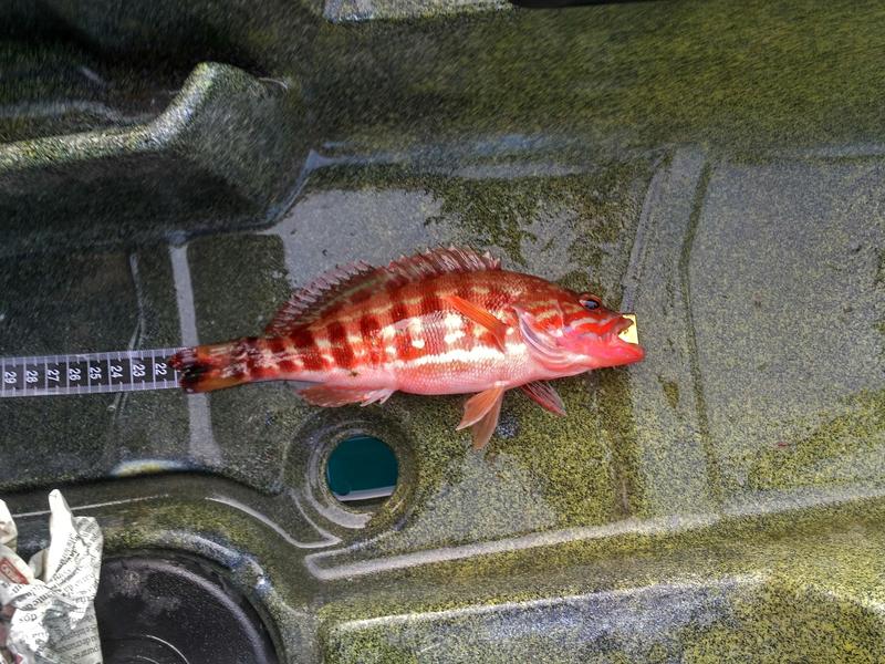 Fish Measure Picture