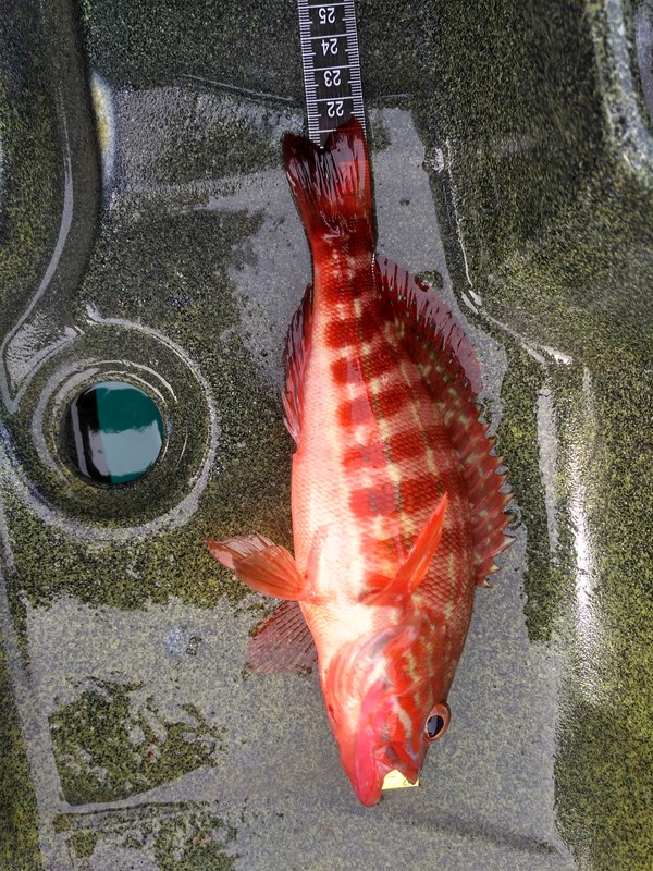 Fish Measure Picture