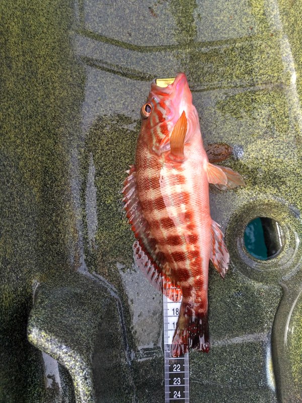 Fish Measure Picture