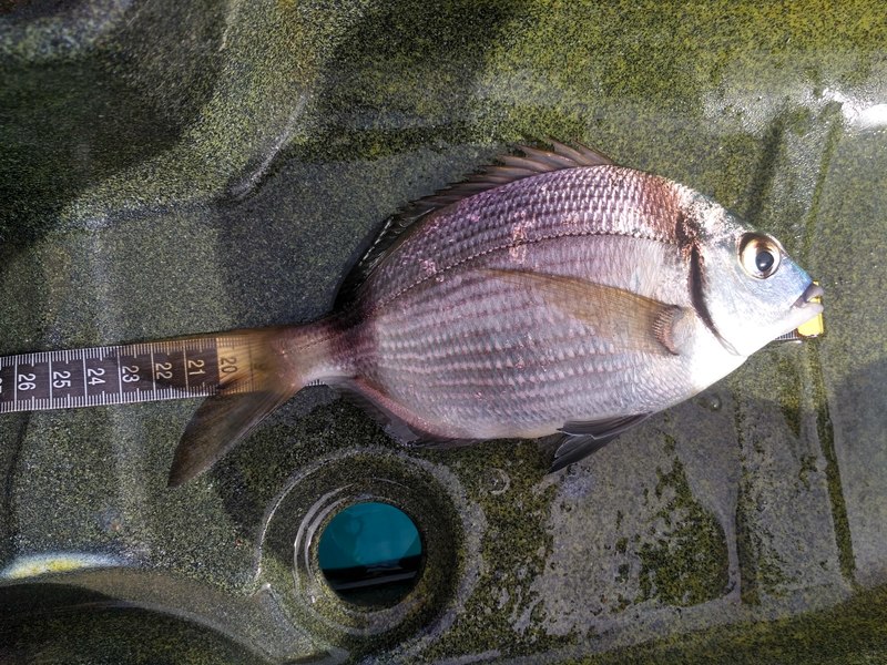 Fish Measure Picture