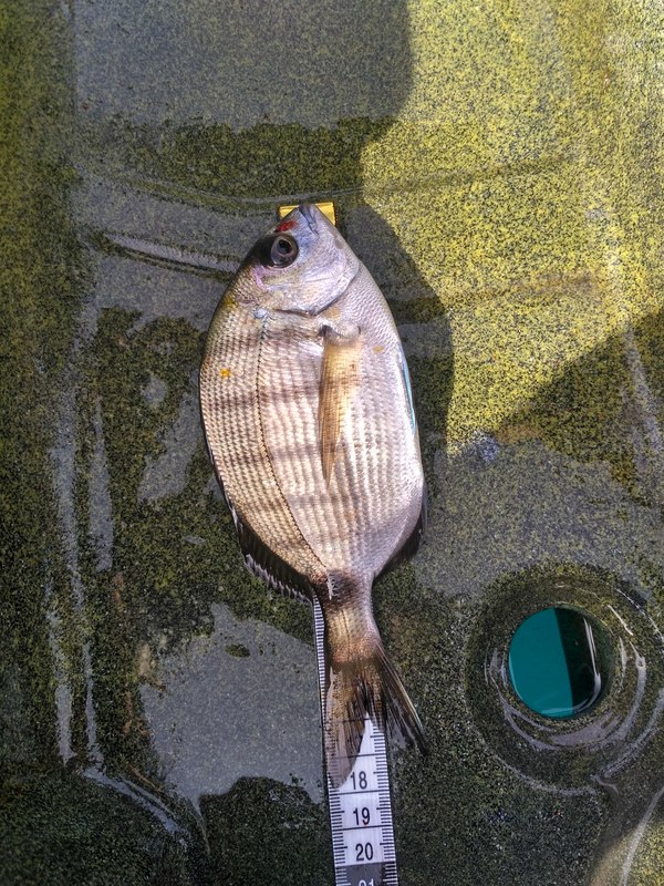 Fish Measure Picture