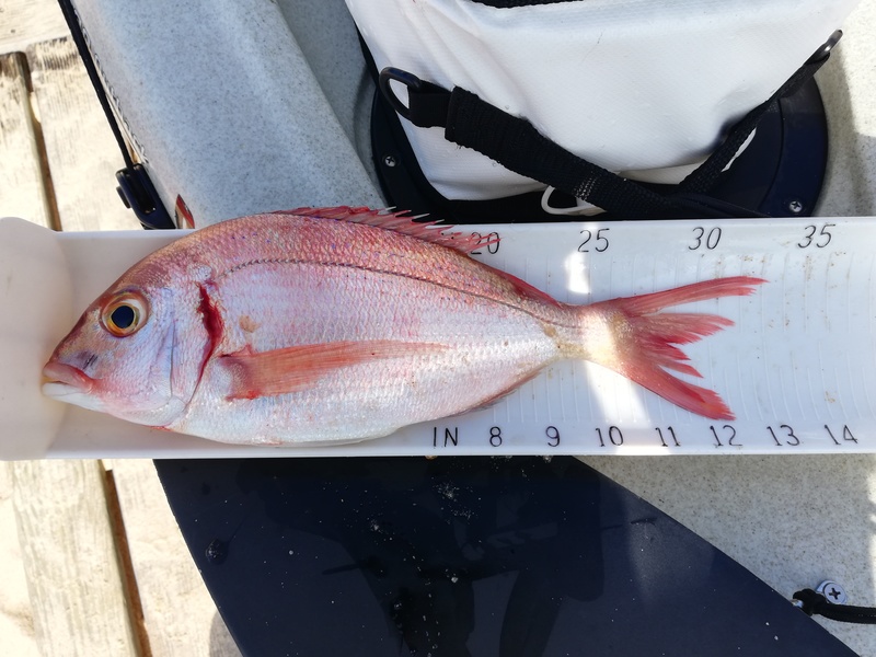 Fish Measure Picture