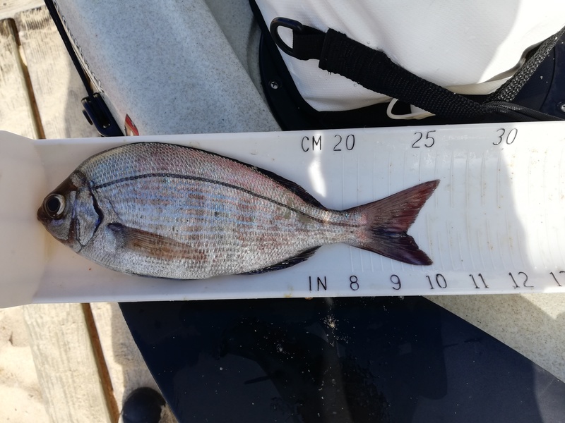 Fish Measure Picture