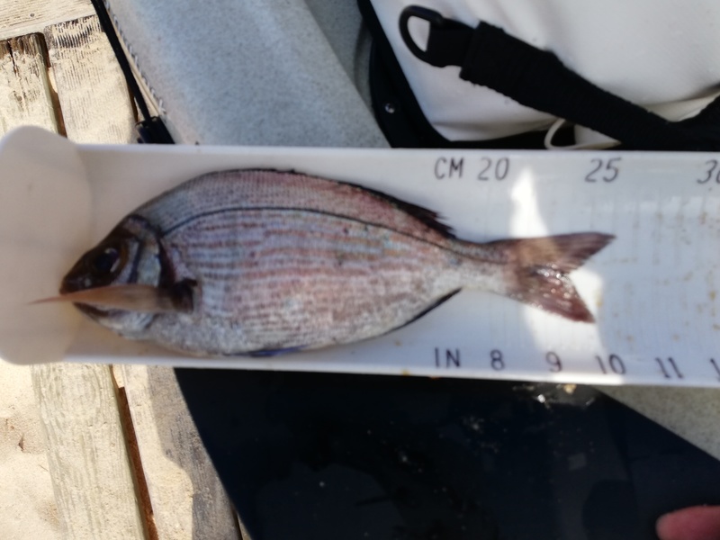 Fish Measure Picture
