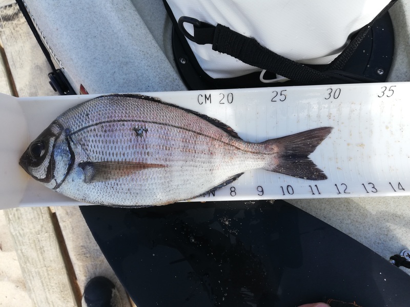 Fish Measure Picture