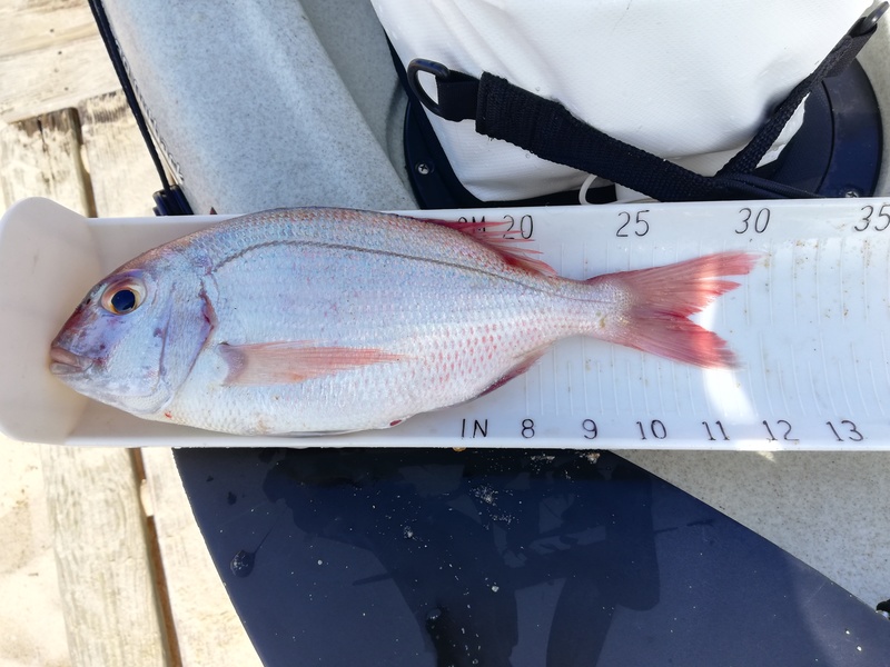 Fish Measure Picture