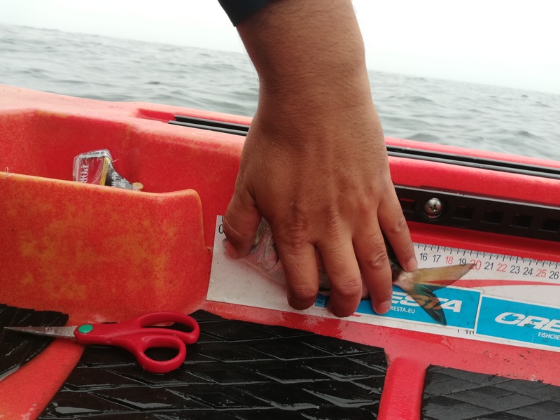 Fish Measure Picture