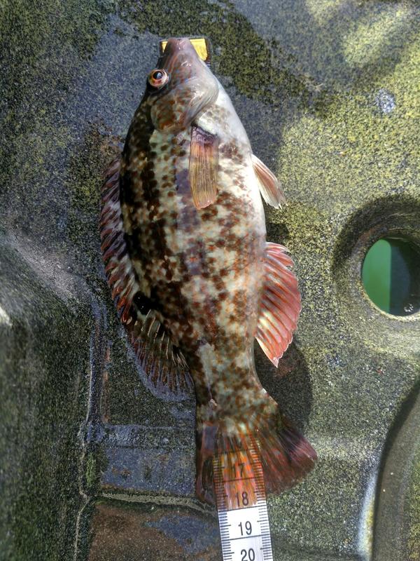 Fish Measure Picture