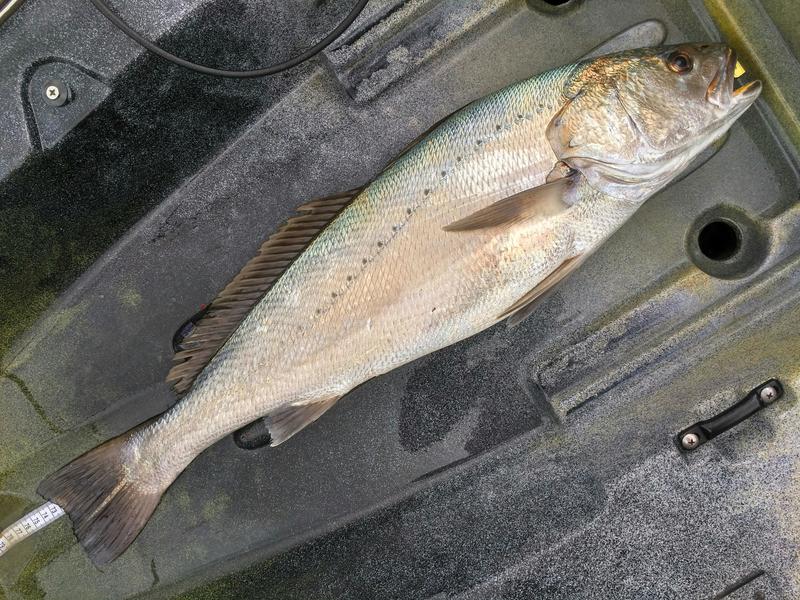 Fish Measure Picture