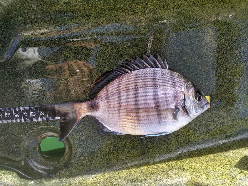 Fish Measure Picture