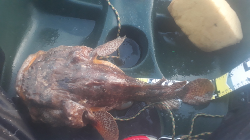 Fish Measure Picture