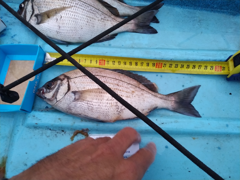 Fish Measure Picture