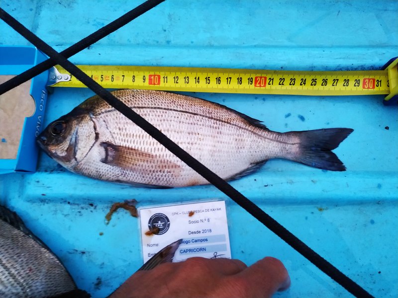 Fish Measure Picture