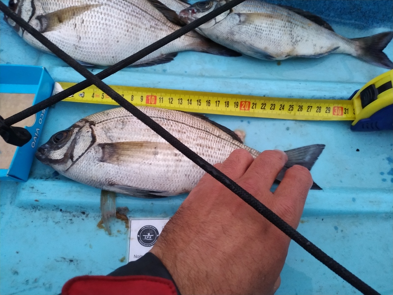 Fish Measure Picture