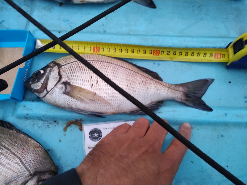 Fish Measure Picture