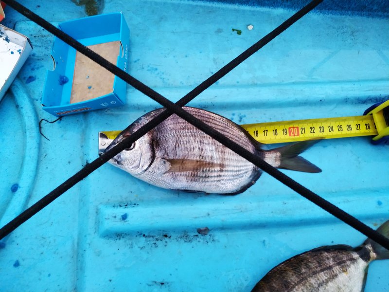 Fish Measure Picture