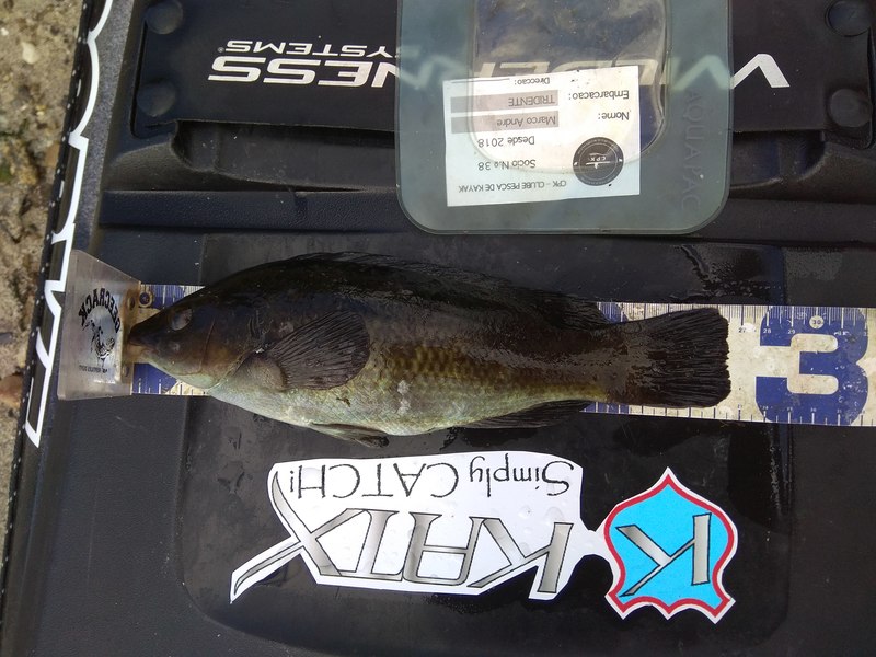 Fish Measure Picture