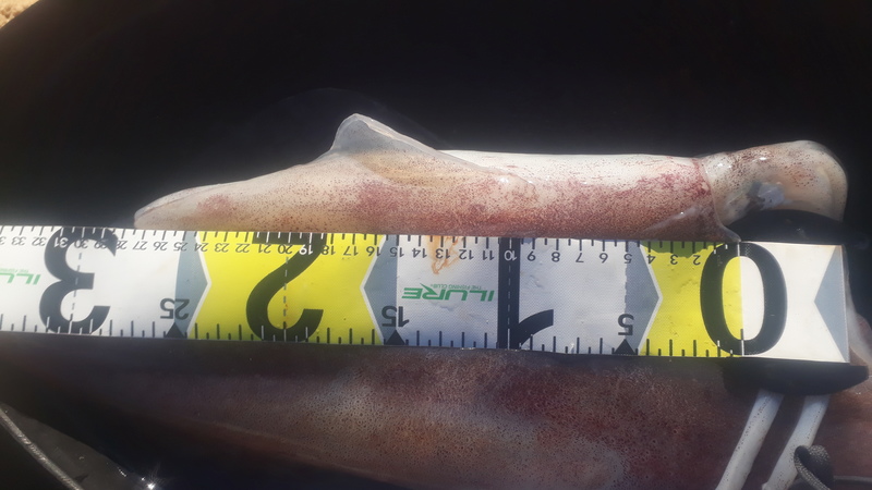 Fish Measure Picture