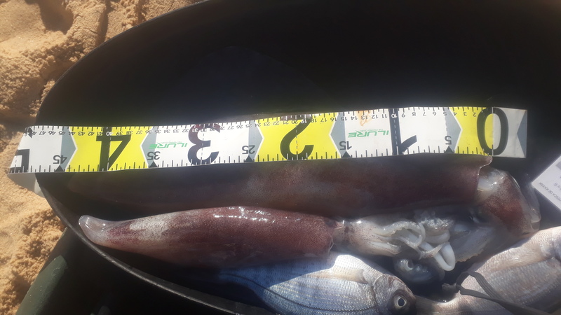 Fish Measure Picture