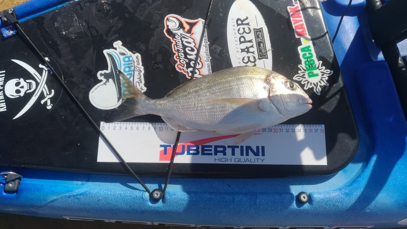 Fish Measure Picture