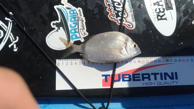 Fish Measure Picture