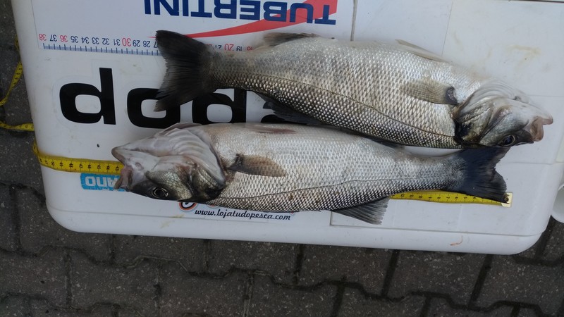 Fish Measure Picture
